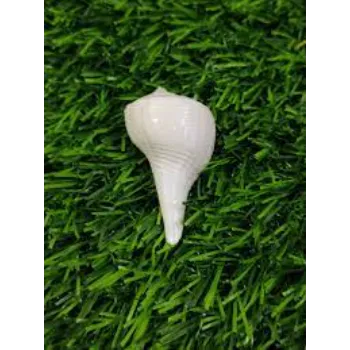 Kp Dakshinavarti Shankh