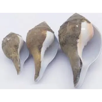 World Dakshinavarti Shankh