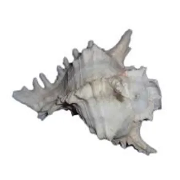 Shri Durga Dakshinavarti Shankh