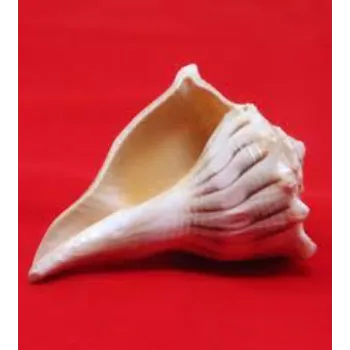 Sant Dakshinavarti Shankh