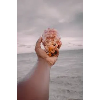 Dakshinavarti Shankh