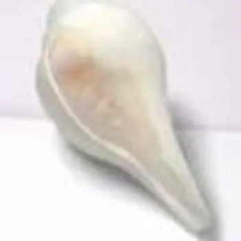 Pooja Craft & Embroidary Dakshinavarti Shankh