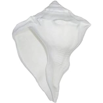 New Dakshinavarti Shankh For Worship 