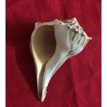 Good Quality Dakshinavarti Shankh