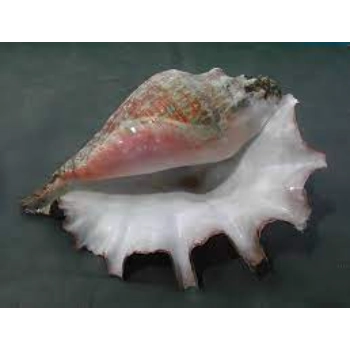 New Designed Dakshinavarti Shankh