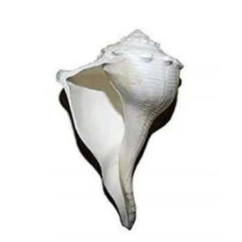 Natural Dakshinavarti Shankh