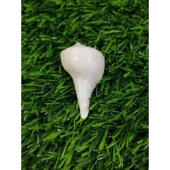 Solid Dakshinavarti Shankh