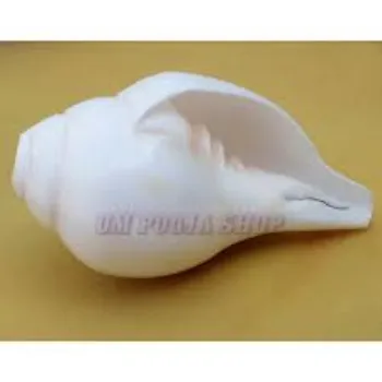 Shree Ram Products Pvt Ltd Dakshinavarti Shankh