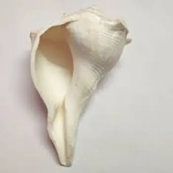 Jai Mahakali Agarbatti Traders Dakshinavarti Shankh