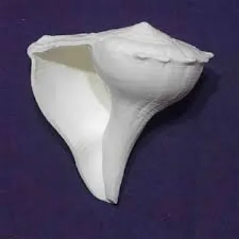 Shriram Distributors Dakshinavarti Shankh