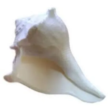 Natural Dakshinavarti Shankh