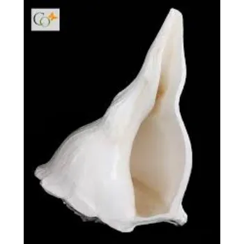 Natural Dakshinavarti Shankh