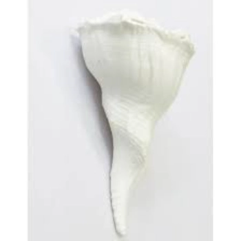 Pure Natural Dakshinavarti Shankh