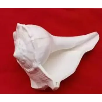 Natural Dakshinavarti Shankh