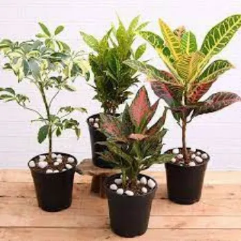 Natural Decorative Plants