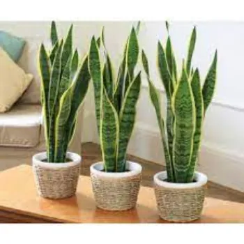 Organic Decorative Plants
