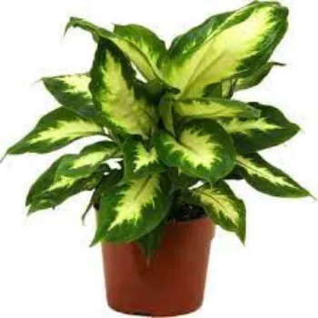 Organic Decorative Plants