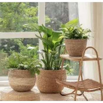 Organic Decorative Plant