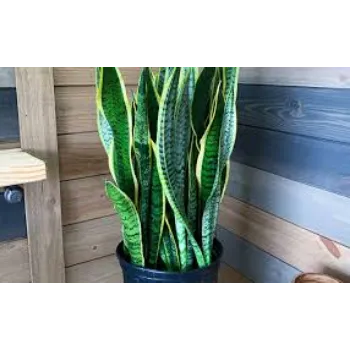 Organic Decorative Plant