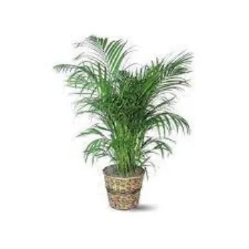 Organic Decorative Plant
