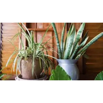 Natural Decorative Plant