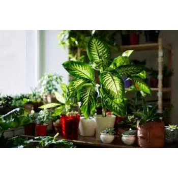 Natural Decorative Plants