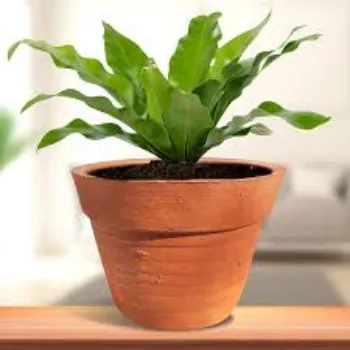 Fresh Decorative Plant