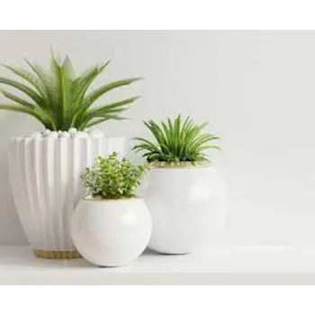 Common Decorative Plant