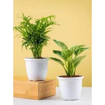 Organic Decorative Plant