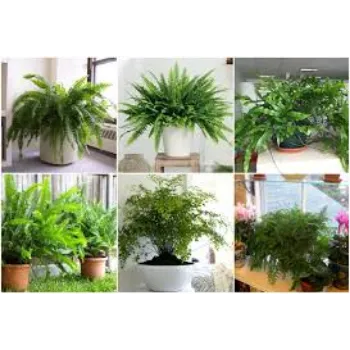 Natural Decorative Plants