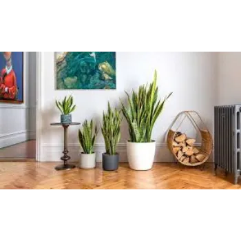 Organic Decorative Plants