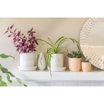 Organic Decorative Plant