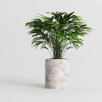 Natural Decorative Plants