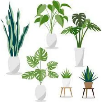 RAJESWARI NURSERY Decorative Plants