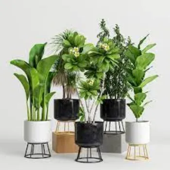 Roshni Agri forestry Decorative Plants