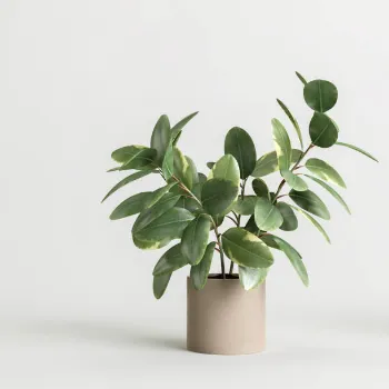 Natural  Decorative Plants