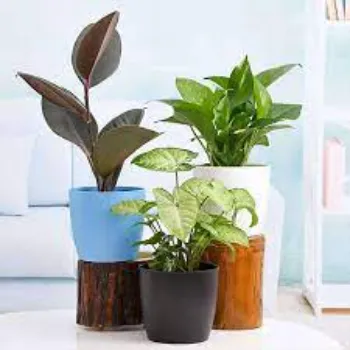 Organic Decorative Plants