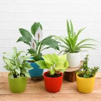 Natural  Decorative Plants