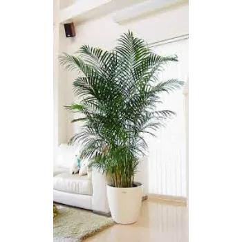 Natural  Decorative Plants