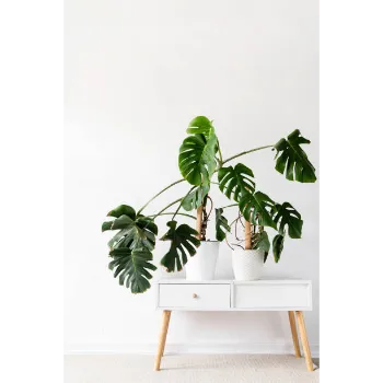 GREEN Decorative Plants