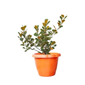 Decorative Plants