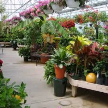 color full Decorative Plants