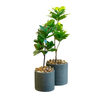 Decorative Plants