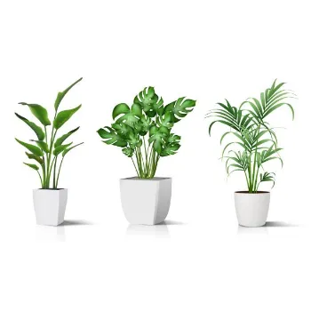 Natural Decorative Plant