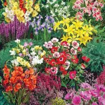 Natural Decorative Plants