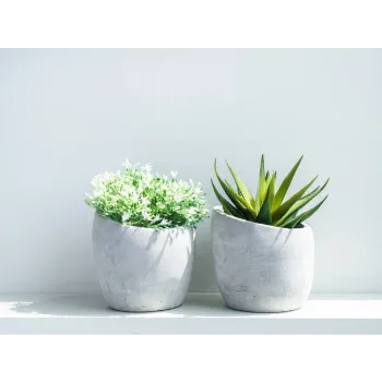 Natural Decorative Plants