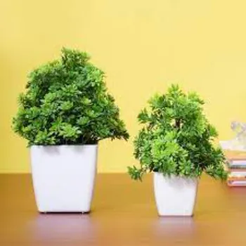 Rare Decorative Plants