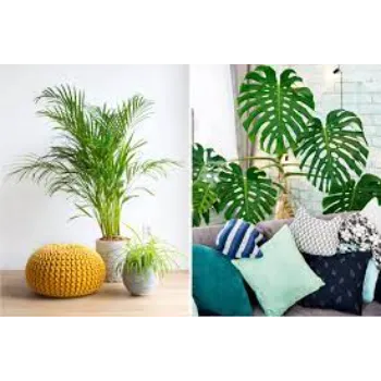 Fresh  Decorative Plants
