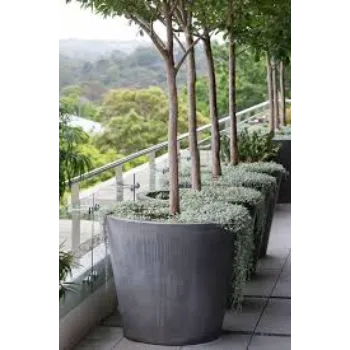 Natural  Decorative Plants