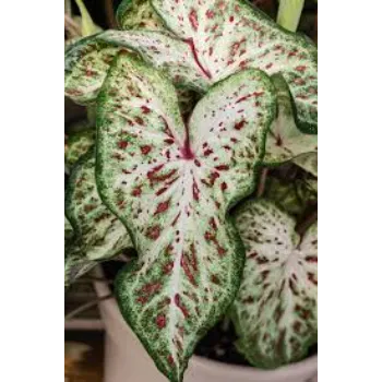 Natural Decorative Plants